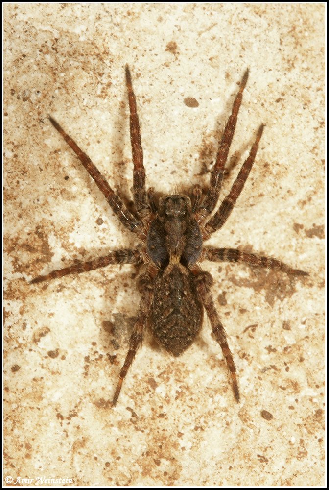 Araneae d''Israele